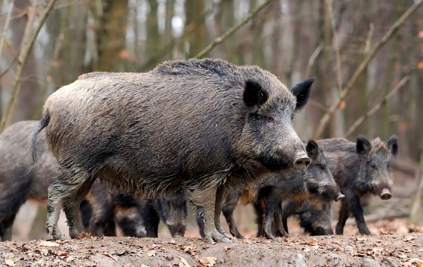 Una manda de jabalíes en el campo