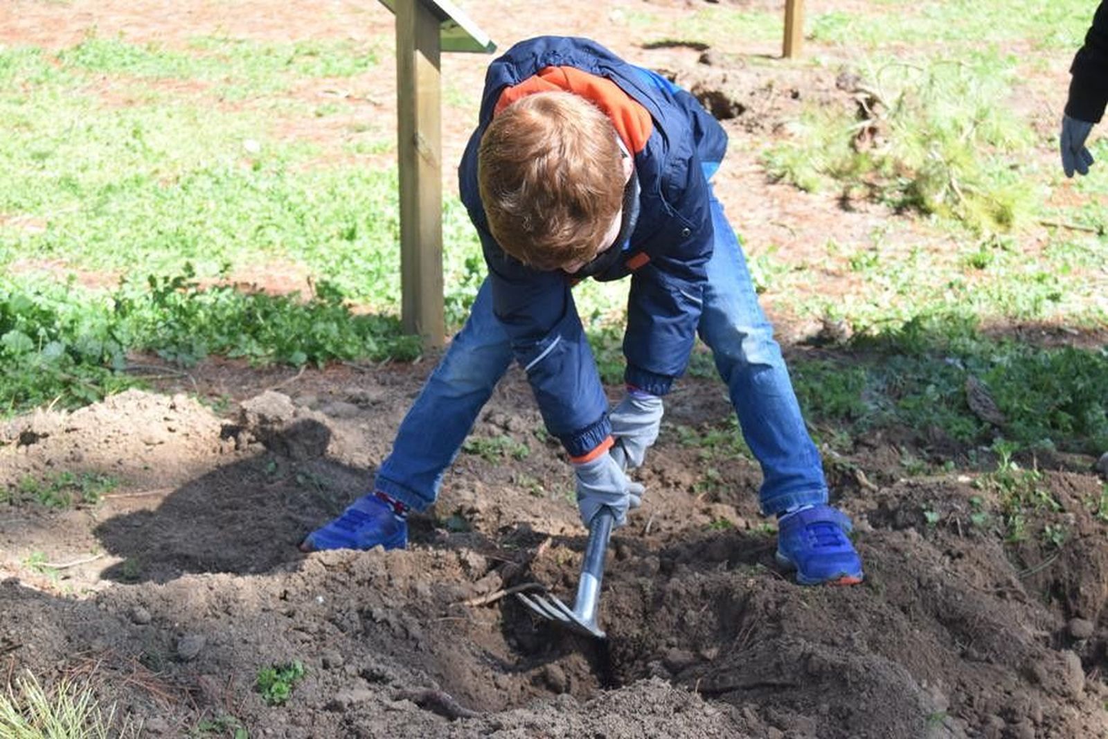Plantación árboles (91)