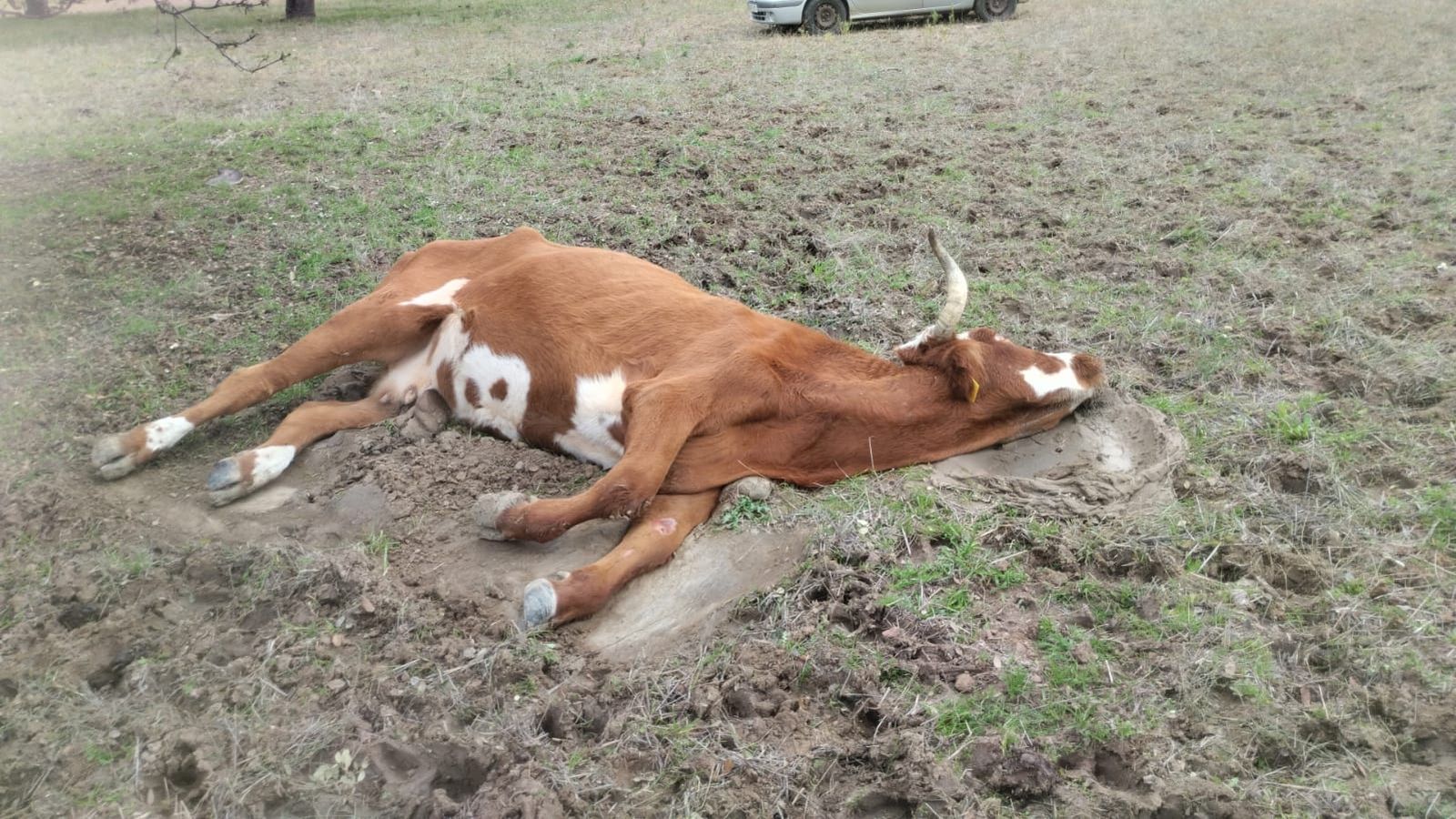 Los ganaderos zamoranos, sobre las ayudas de la EHE: “Han sido un buen detalle, pero las pérdidas que hemos tenido en cuatro meses son la ruina”. Vaca afectada por la EHE. Archivo