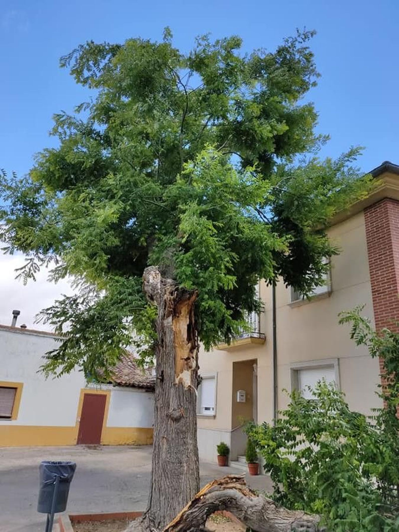 Fuentesauco arbol caido (1)