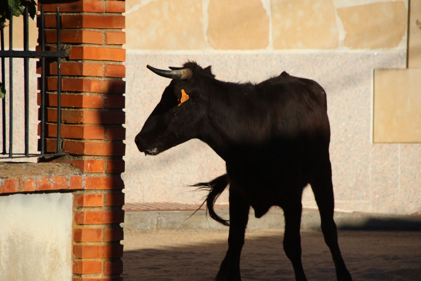 20240817185305-img-4489