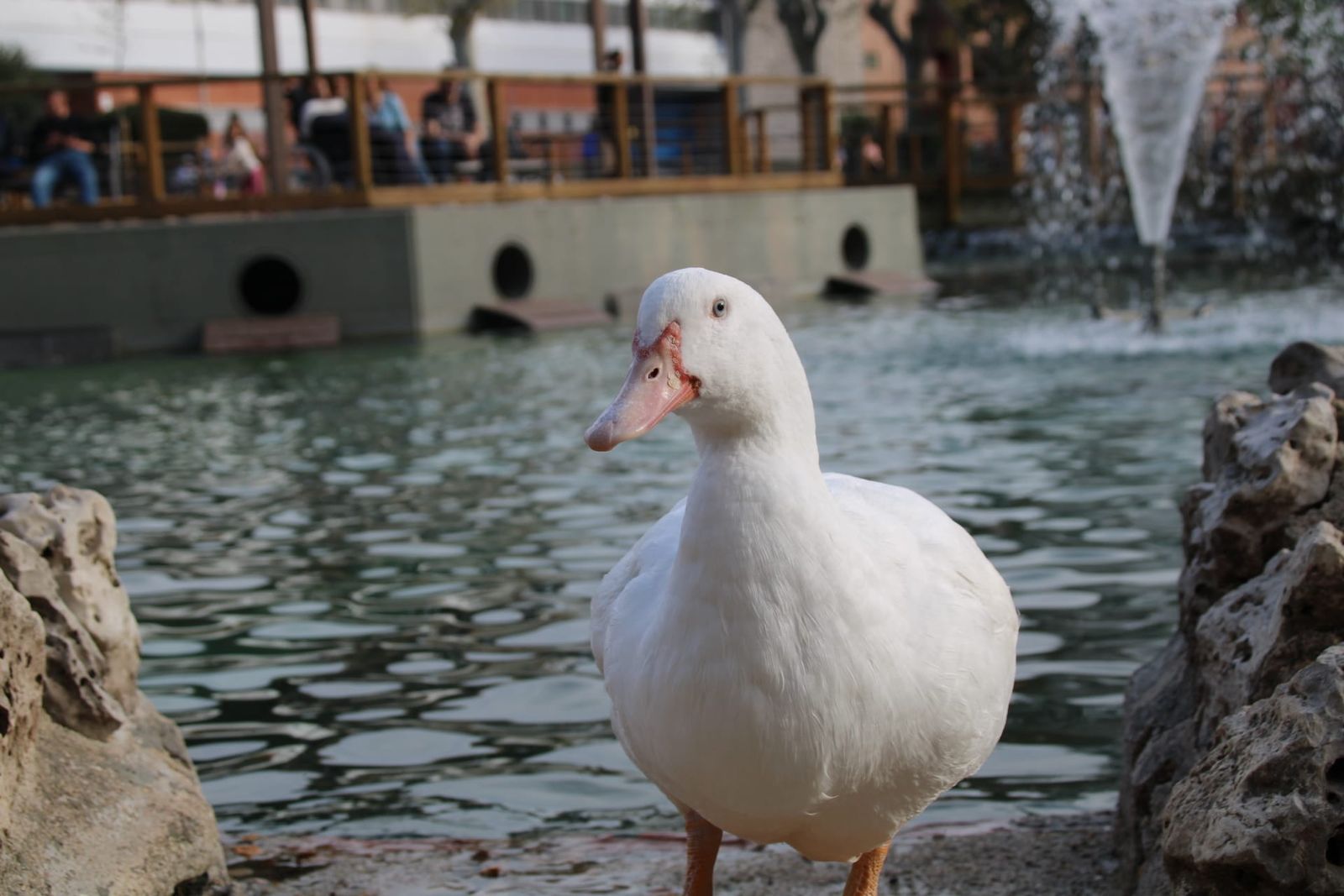 Patos y cisnes vuelven al estanque de La Alamedilla