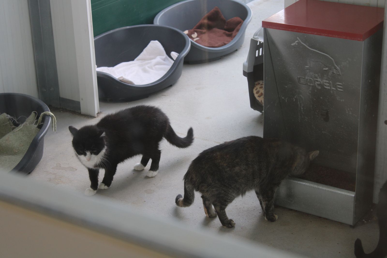 refugio-de-animales-del-ayuntamiento-de-salamanca-10