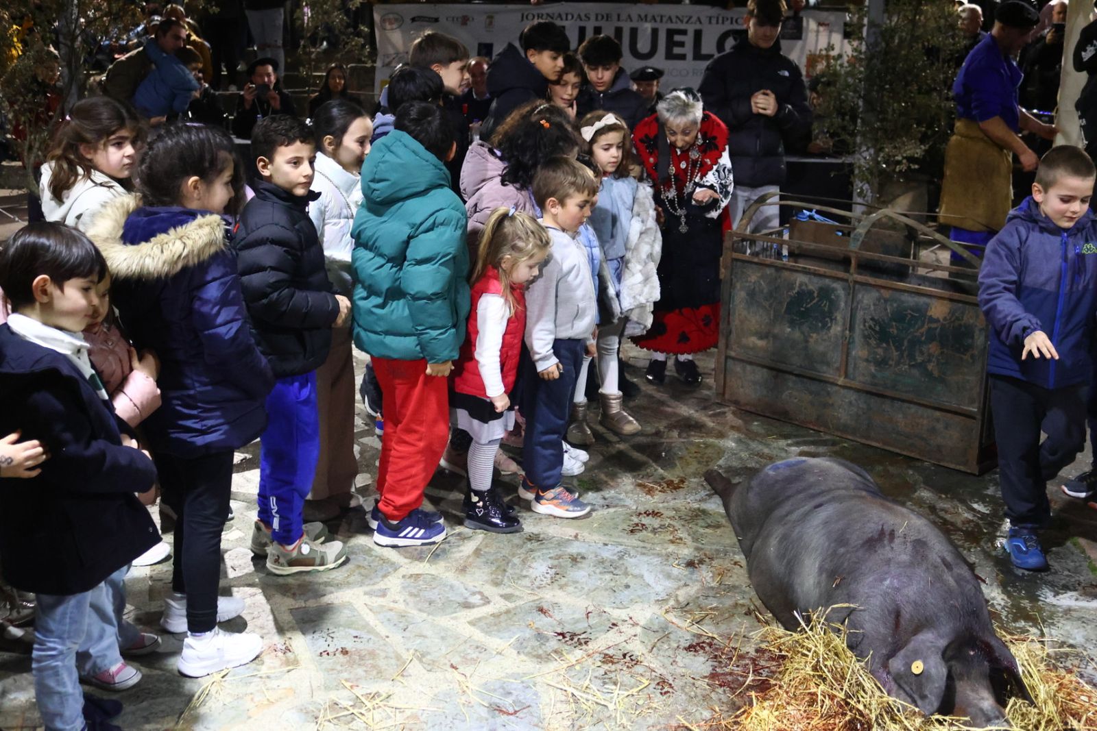Matanza nocturna de Guijuelo dedicada a la hostelería