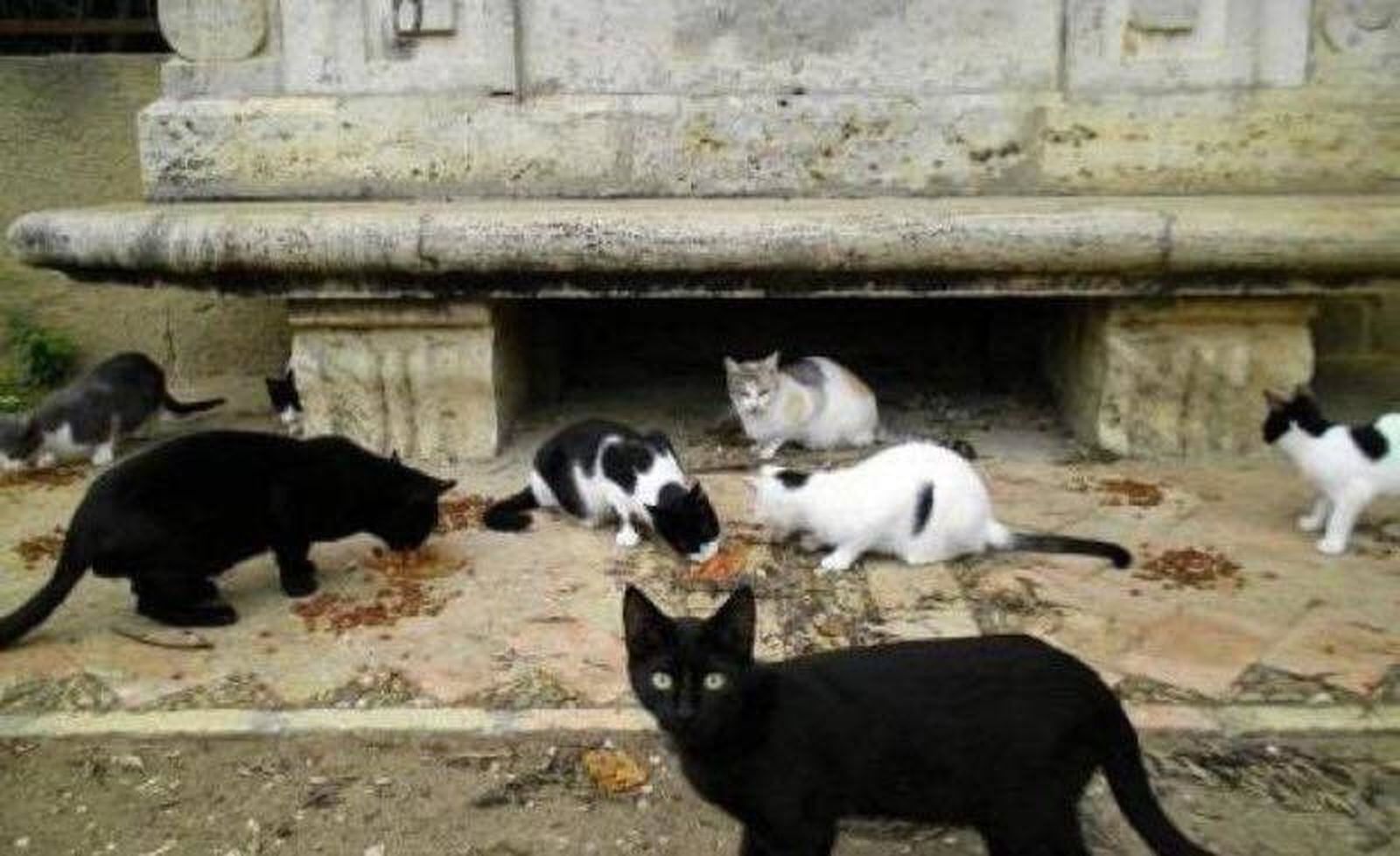 Colonia de gatos. Archivo Colonia de gatos. Archivo
