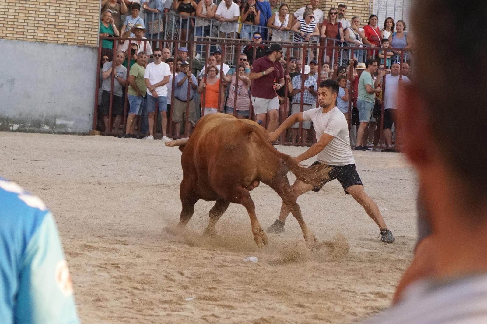 Pasión, tradición y calle: así se ha vivido en Ledesma el II Toro de Cajón