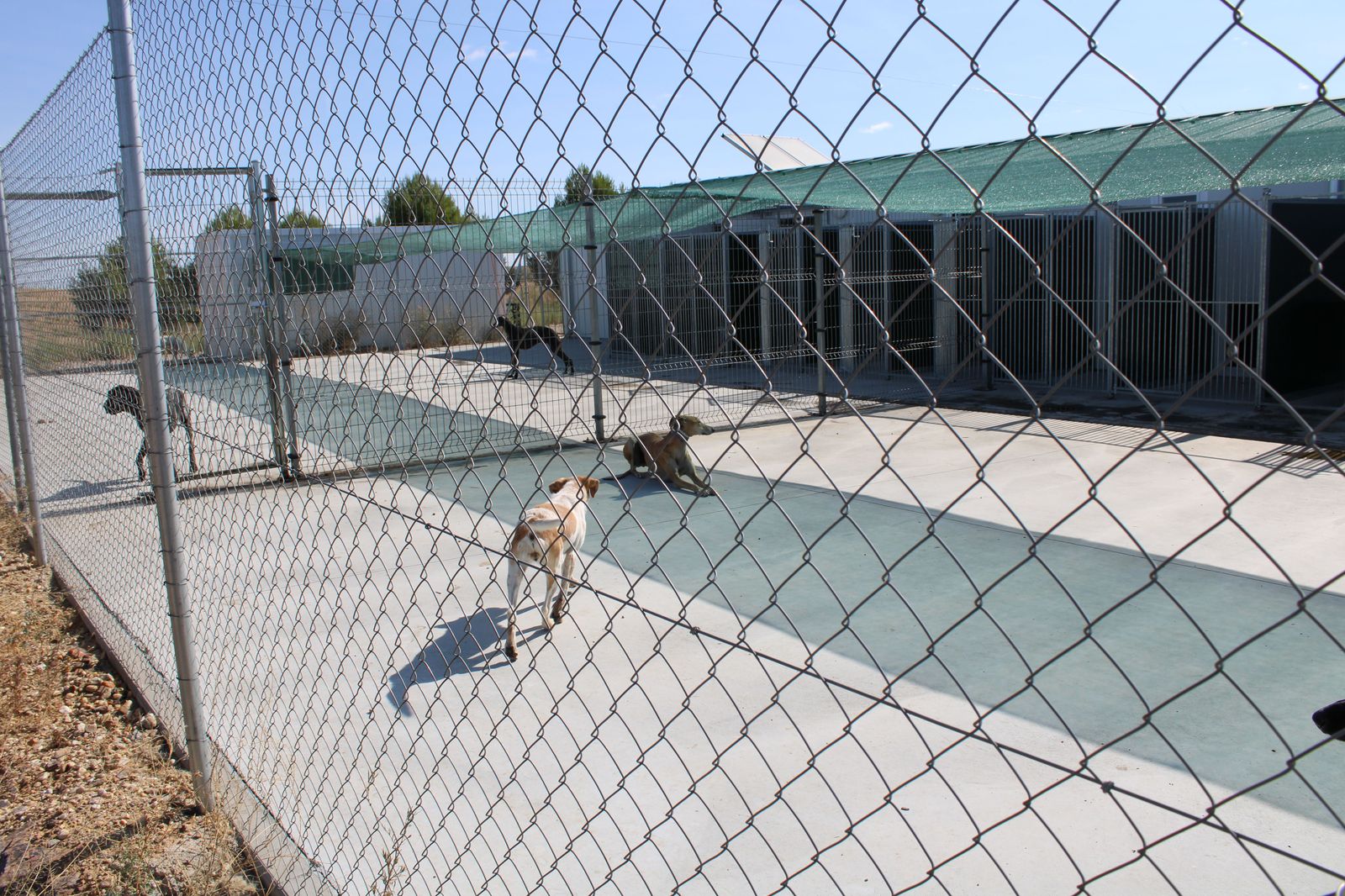 refugio-de-animales-del-ayuntamiento-de-salamanca-41