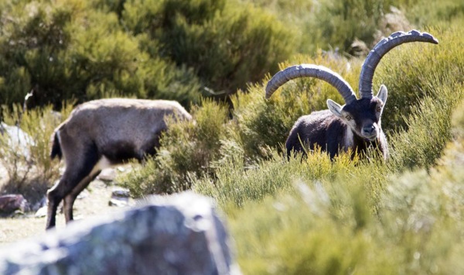 Machos de cabra montés en la reserva de caza de Las Batuecas