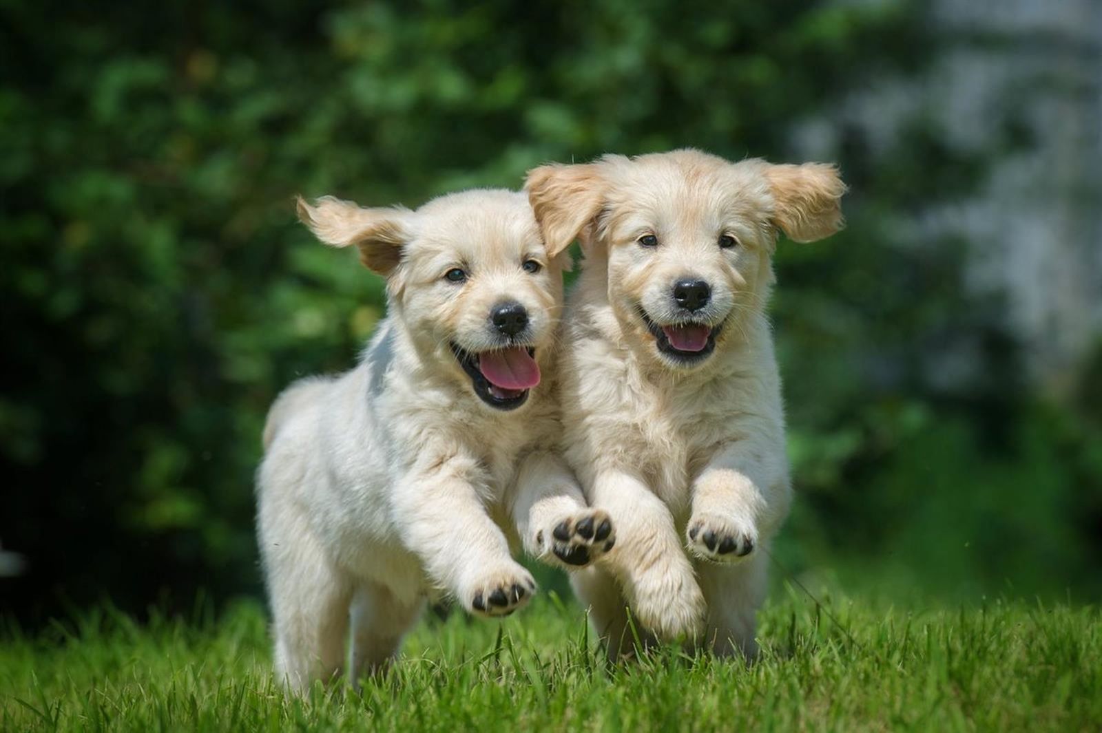 Perros