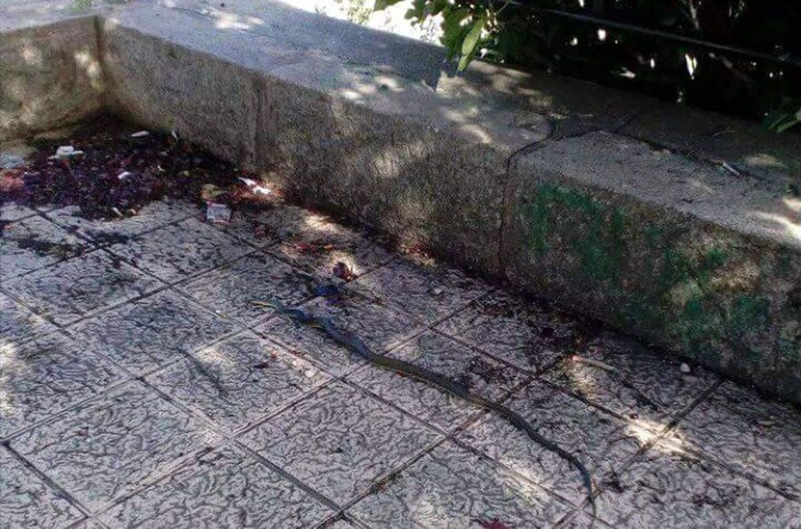 Culebra zamora alviar