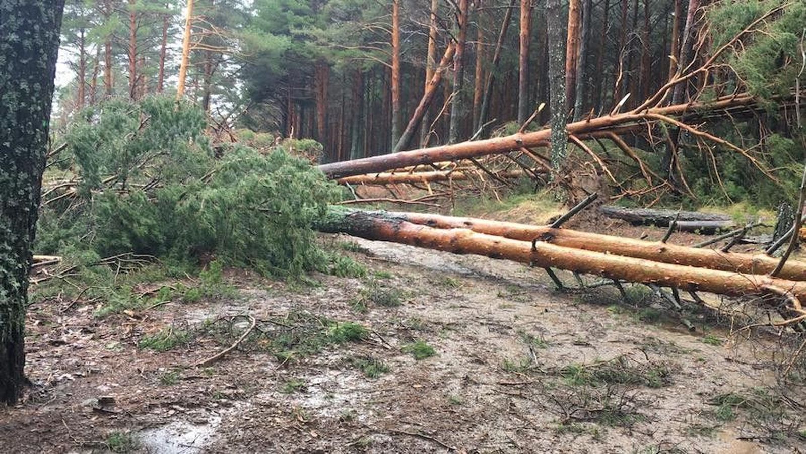 Arboles CandelarioWhatsApp Image 2019 12 22 at 17.29.24