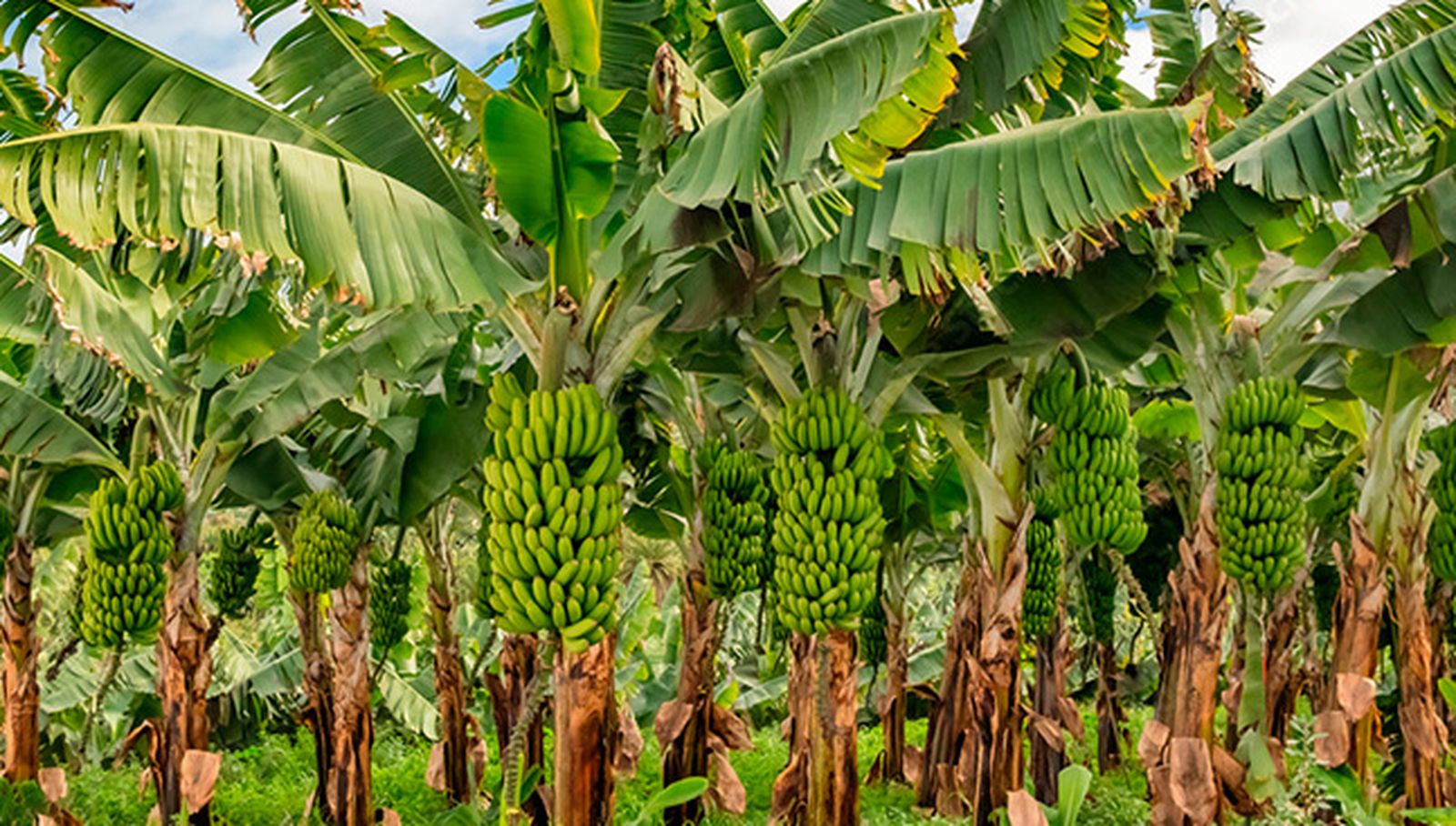 La Universidad de Salamanca participa en un estudio que analiza el impacto del cultivo de plátanos en insectos beneficiosos