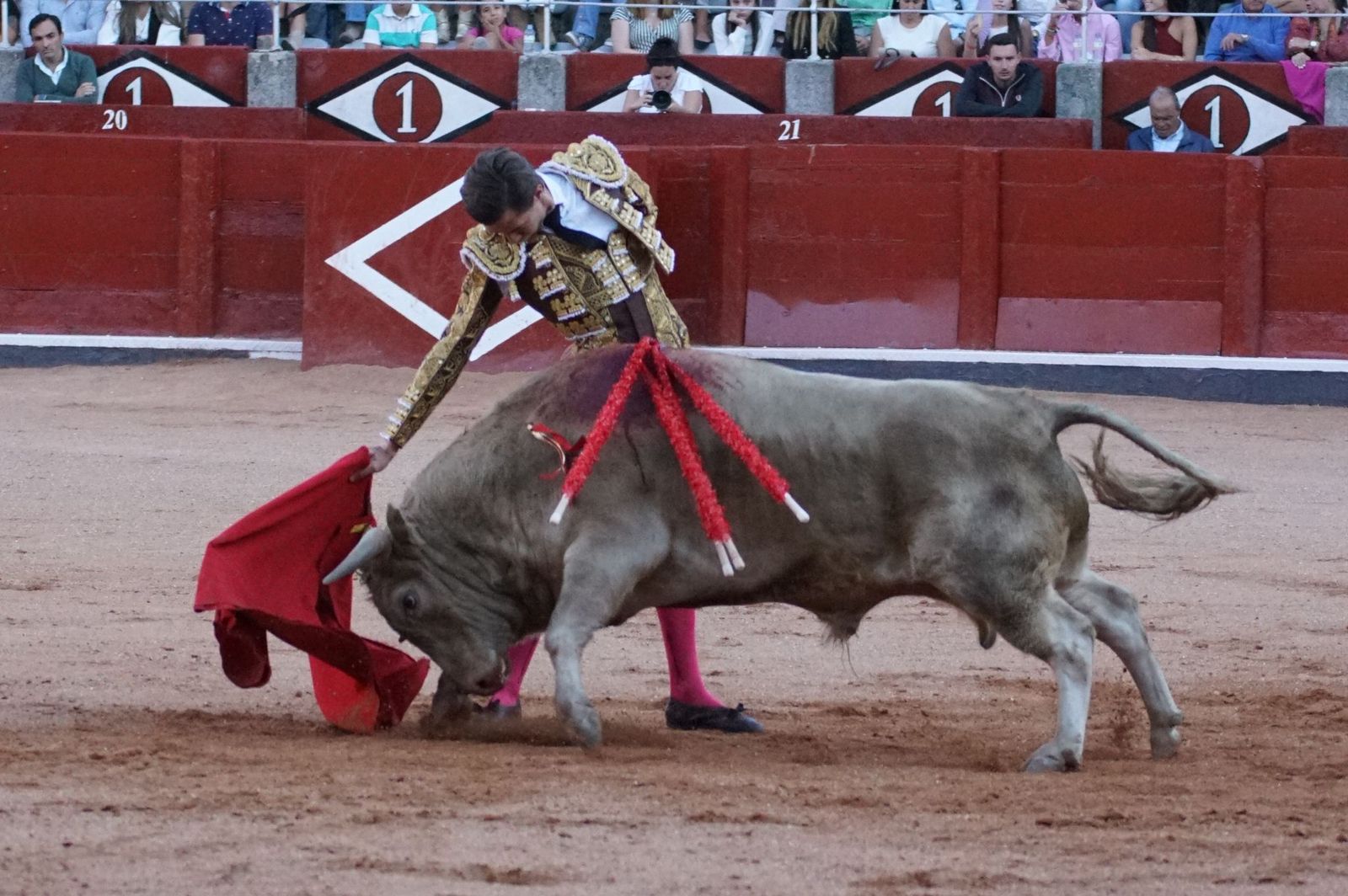Clase práctica con alumnos de la Escuela de Tauromaquia de Salamanca (Diego Mateos, Noel García y Álvaro Rojo con erales de Esteban Isidro)