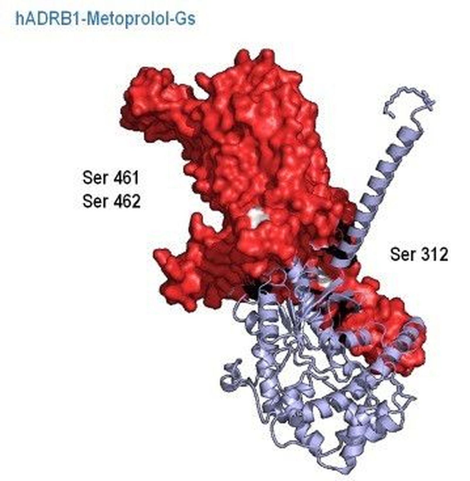 La figura muestra cómo la unión de metoprolol al receptor adrenérgico beta-1 (en rojo) produce un cambio de conformación único que expone sitios de fosforilación específicos (blanco), lo cual p