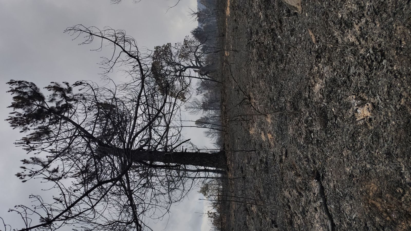 las-desoladoras-imagenes-de-la-sierra-de-la-culebra-tras-el-incendio-15