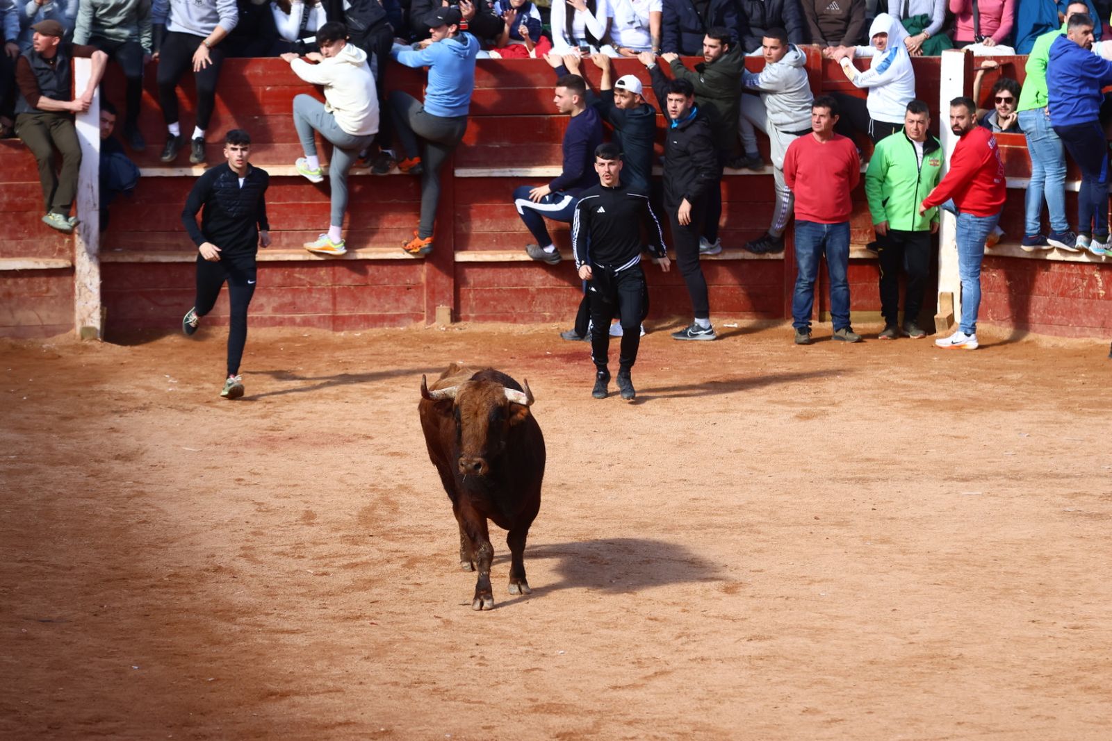 Capea de mañana en el martes del Carnaval del Toro de Ciudad Rodrigo