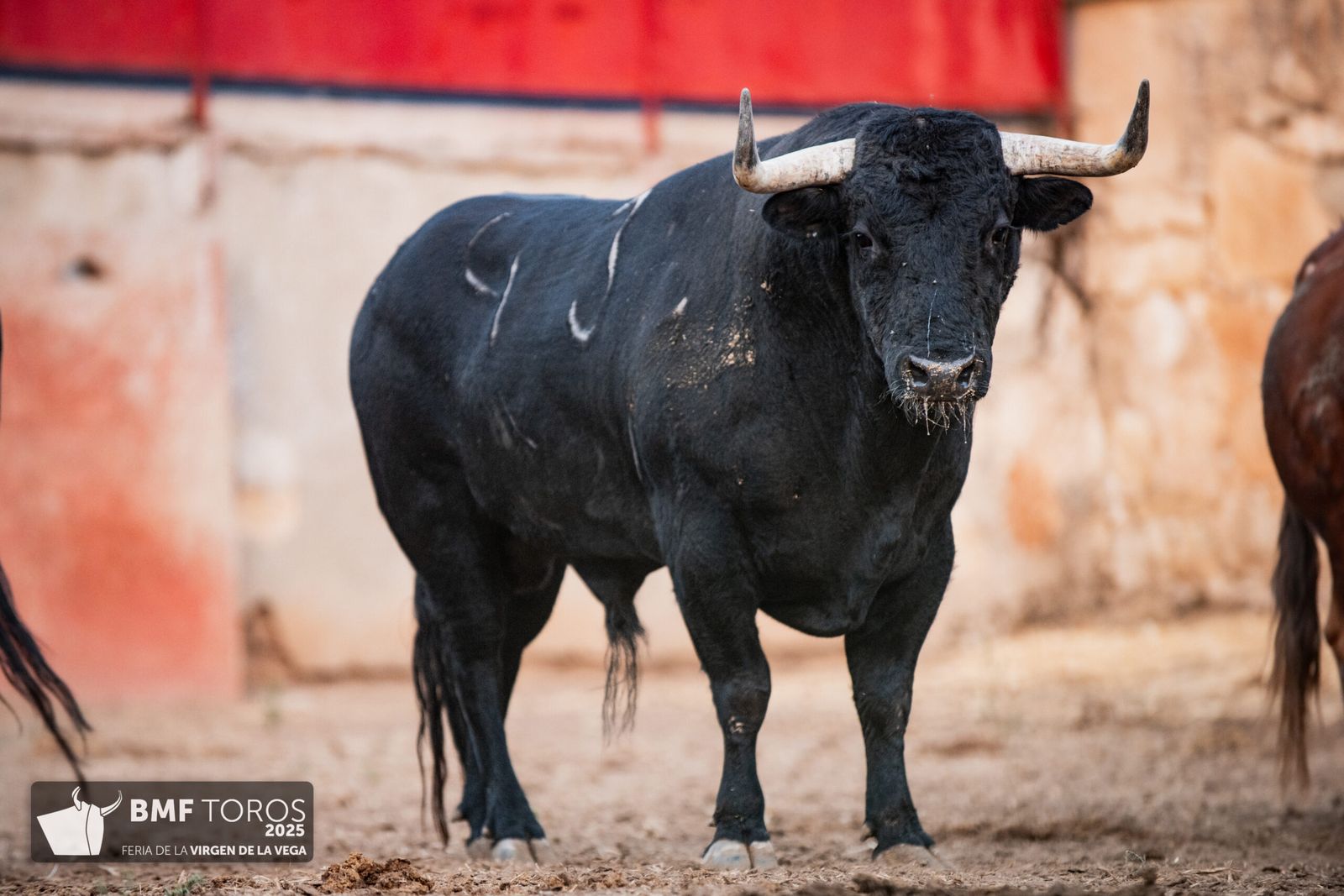 De 'Filósofo' a 'Volador': los toros García y Olga Jiménez para el regreso de Morante a La Glorieta con Ismael Martín y Marco Pérez