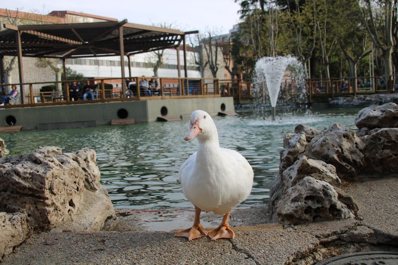 Patos y cisnes vuelven al estanque de La Alamedilla