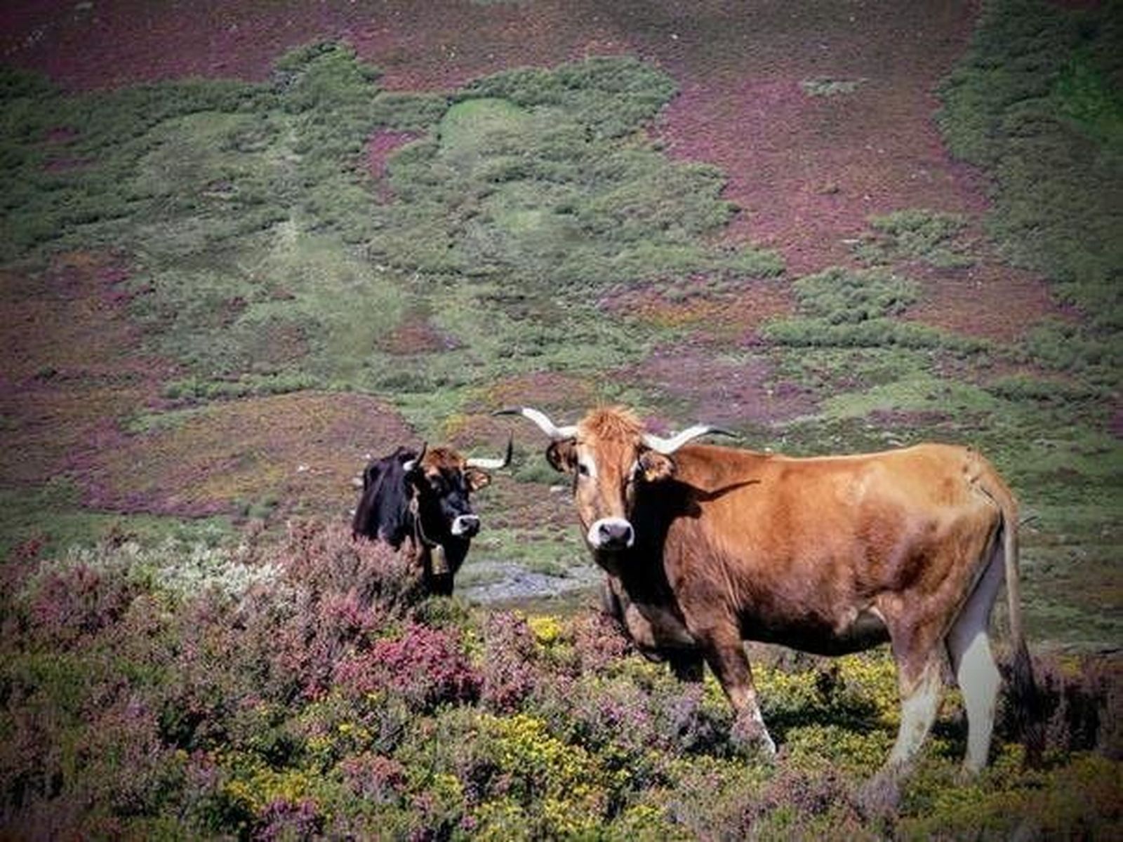 Porto celebra sus más de 100 años de Feria Ganadera con una exposición de la raza alistano-sanabresa