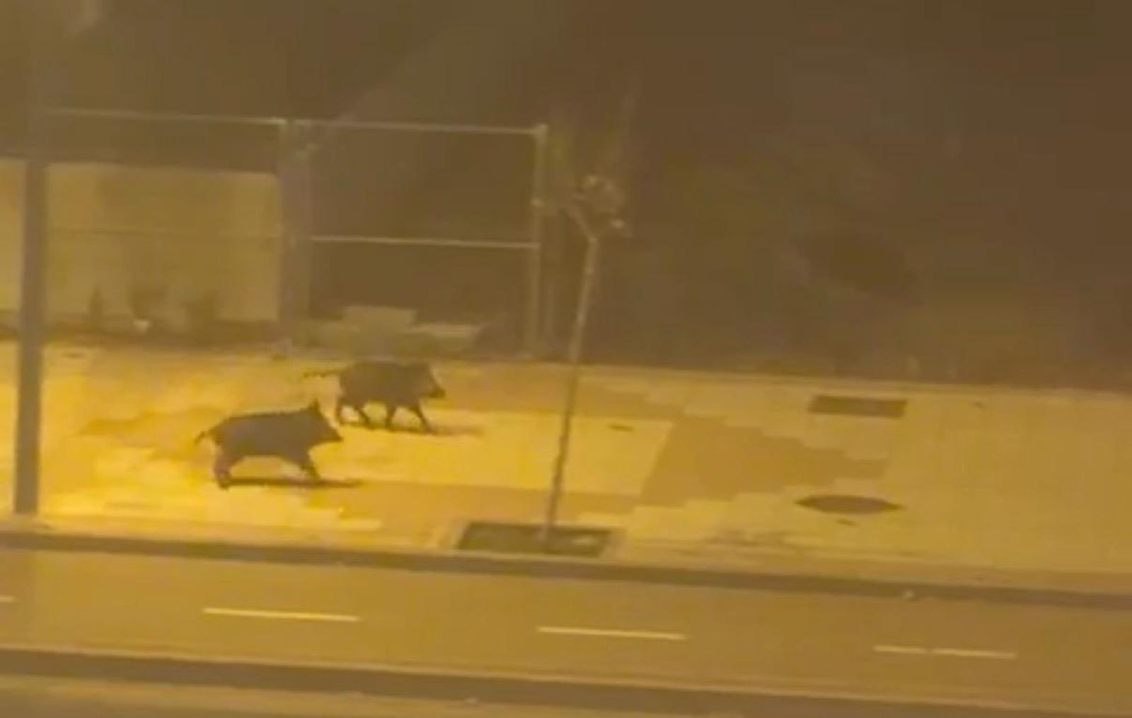 Dos jabalíes sorprenden a los vecinos de La Fontana