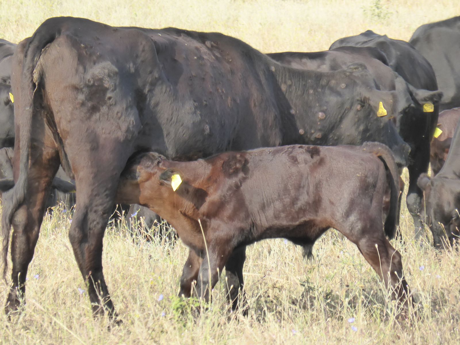 Animal enfermo de Dermatosis Nodular