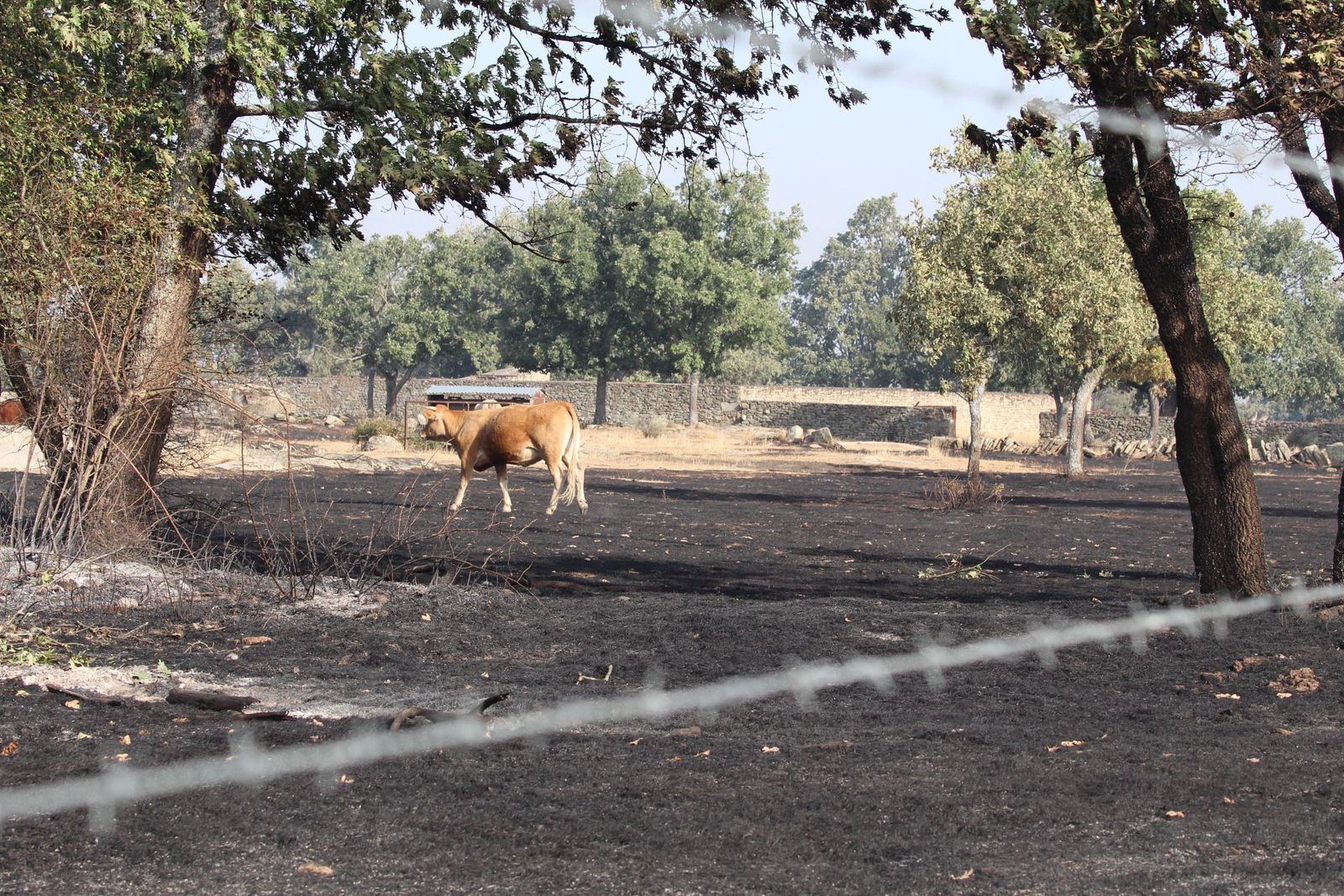 Así han quedado las zonas quemadas durante el incendio de Cipérez