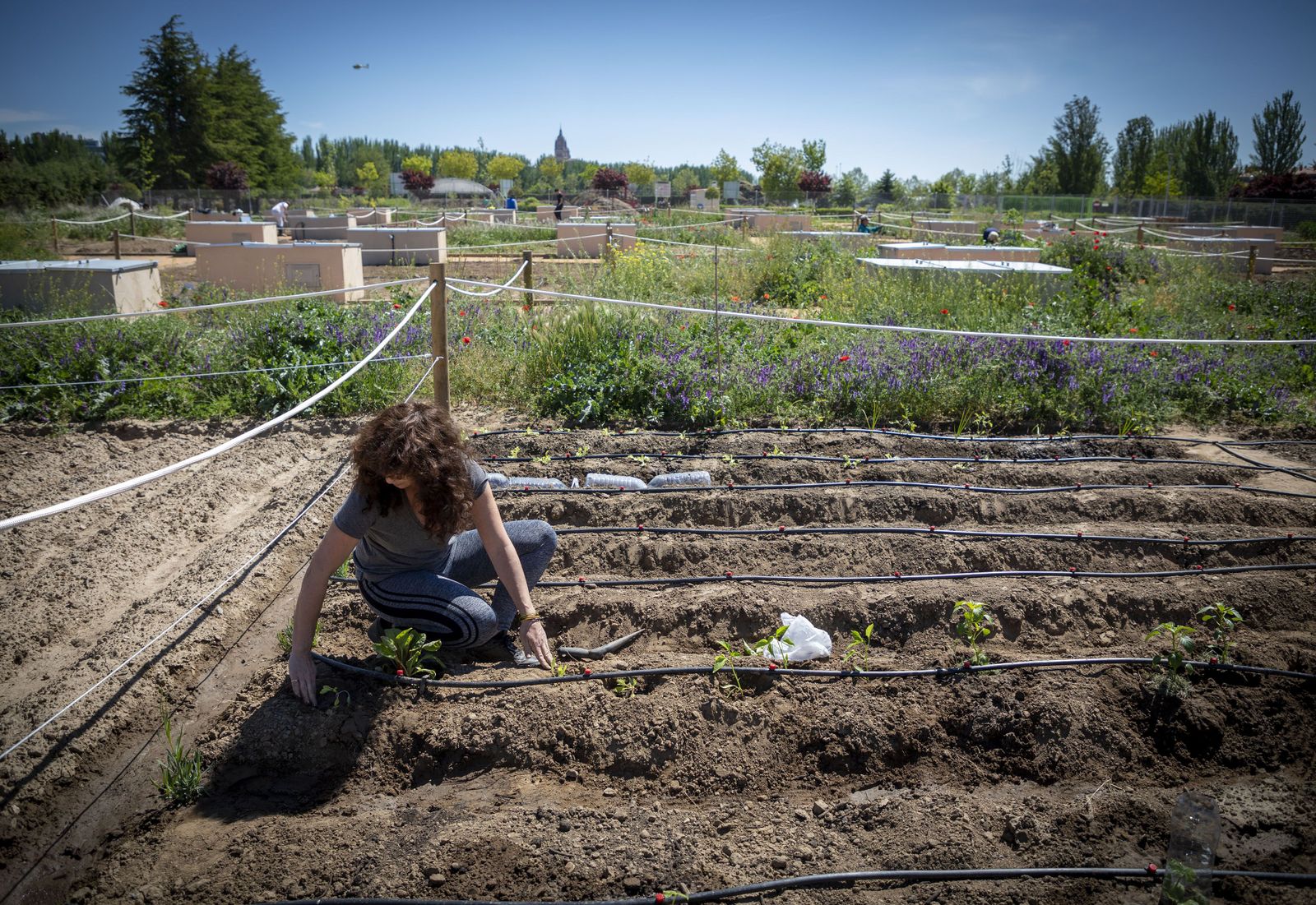 Salamanca promueve acciones para recuperar los servicios de los ecosistemas urbanos