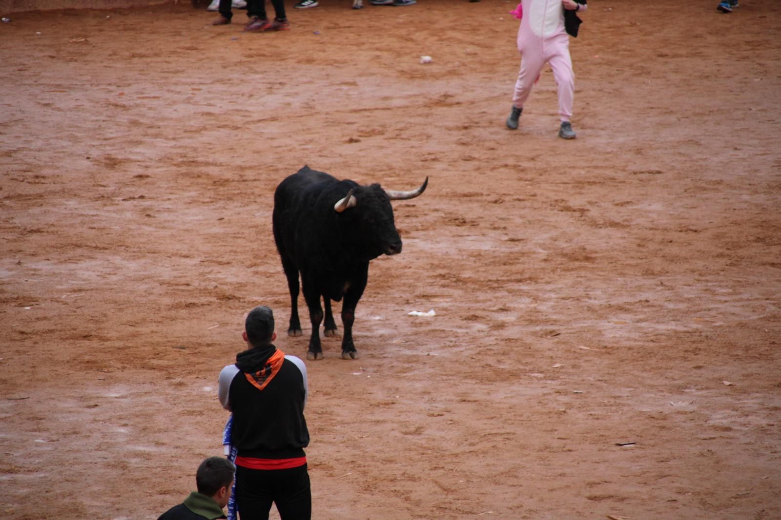 toro-del-aguardiente-en-ciudad-rodrigo-carnaval-24-23