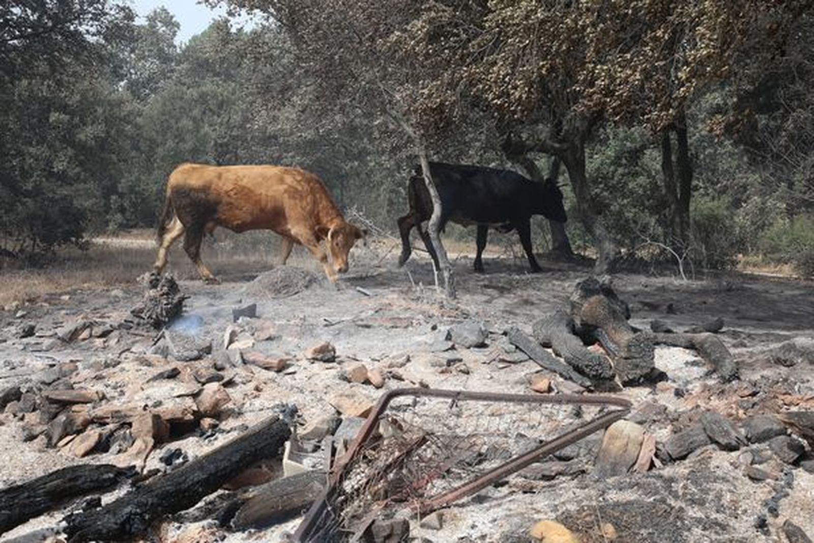 Incendio en la Sierra de la Culebra. Foto ICAL