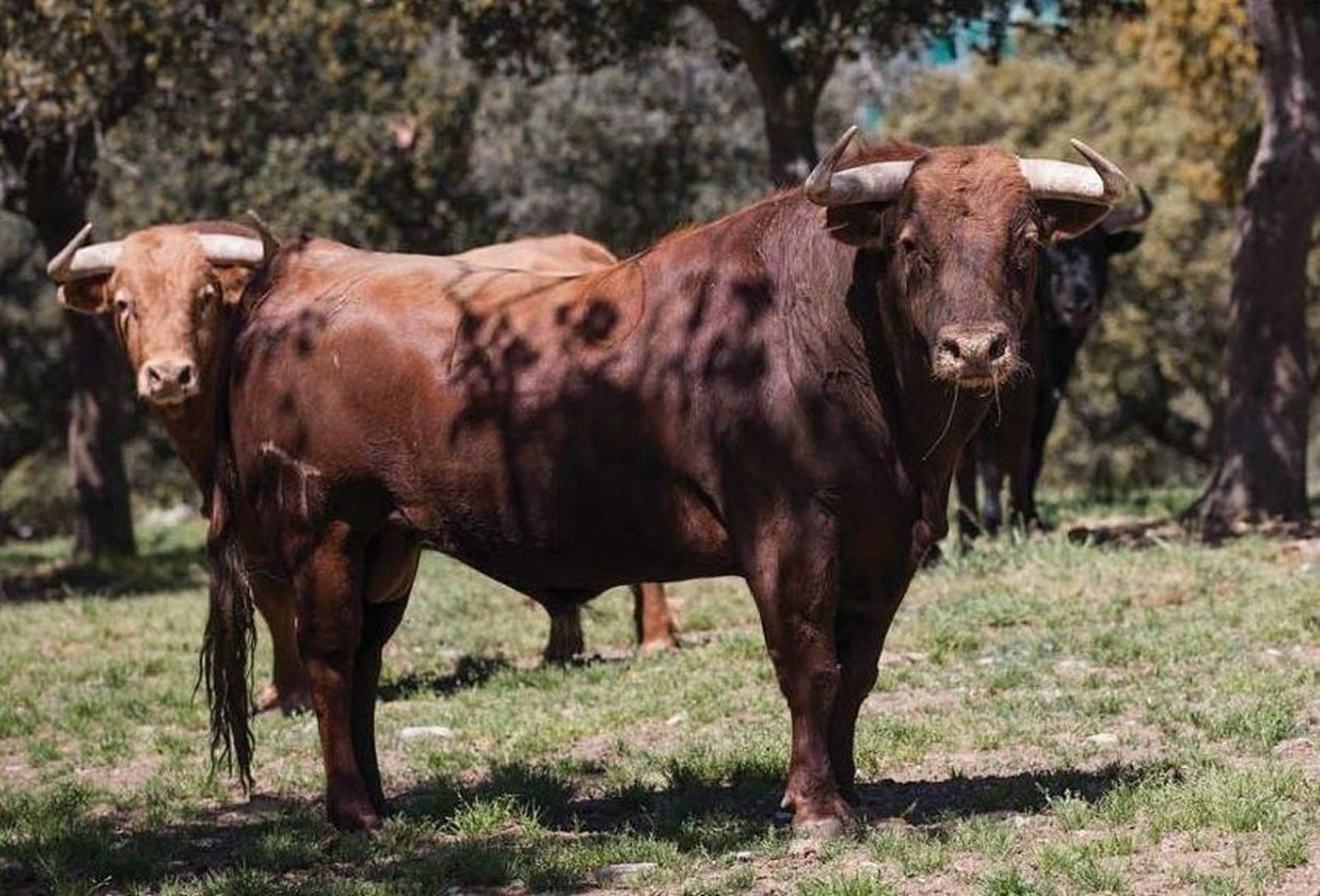 La Asociación Media Verónica de Macotera visita la ganadería El Pilar