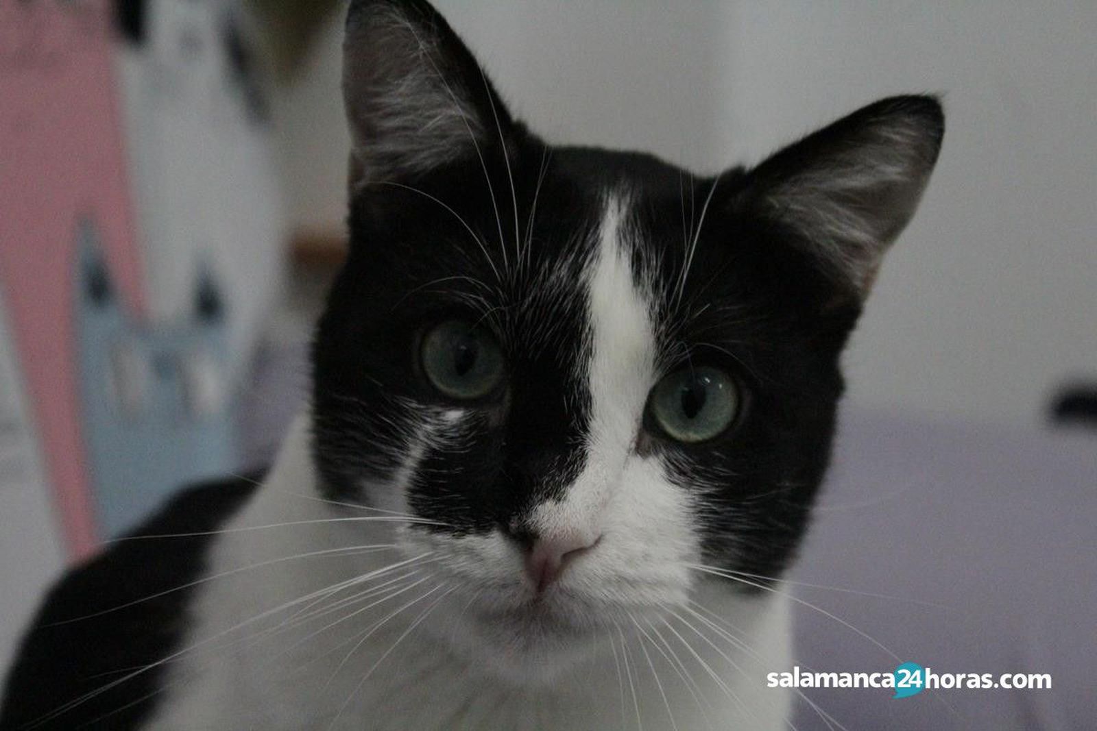 Gatos en Luna Gatuna (10)