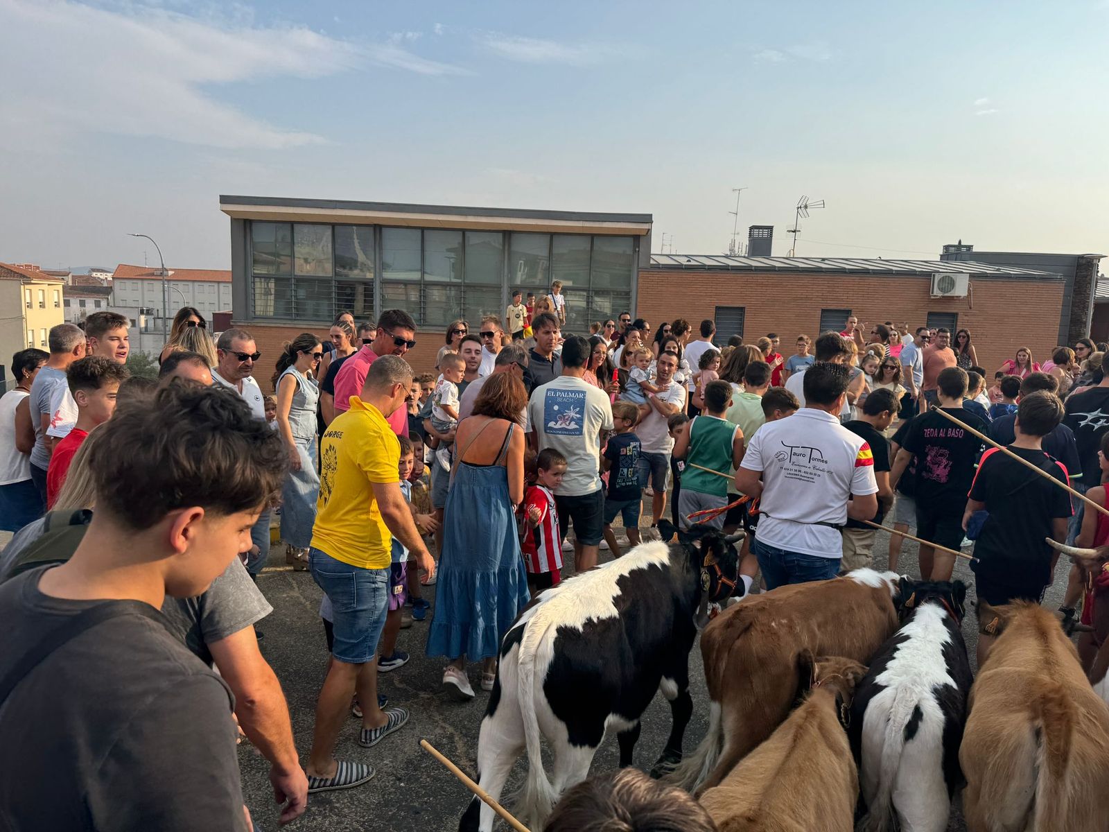 Encierro infantil de Mini Bueyes en Guijuelo durante sus fiestas 2025