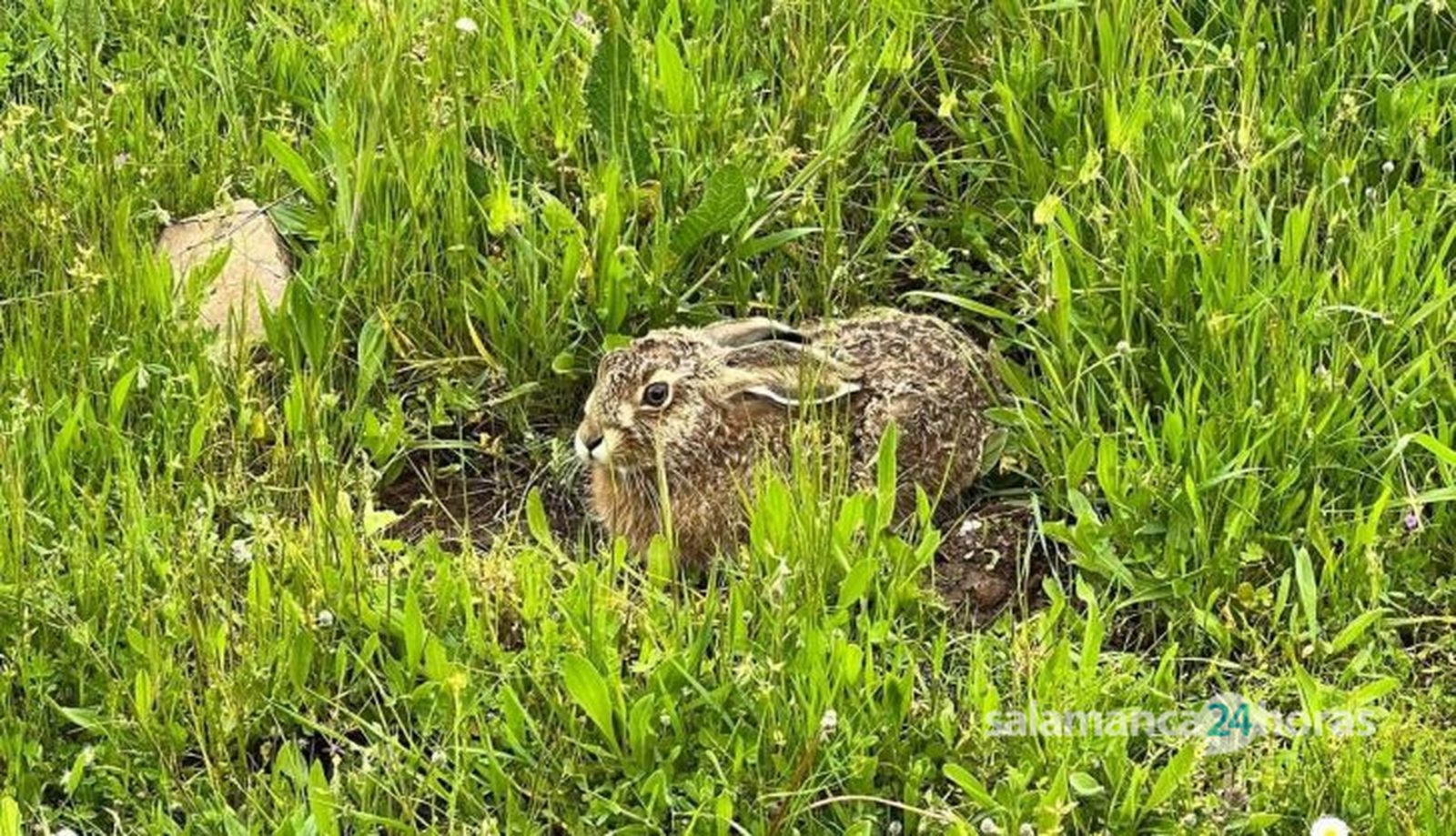 Liebre en el campo. Foto Verónica Tapia