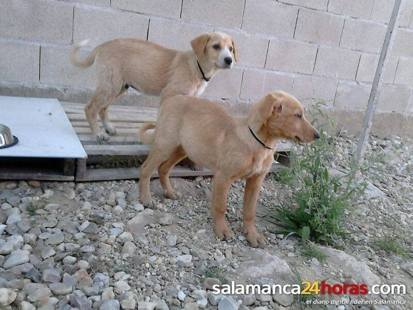 Club del Perro: 7 de septiembre