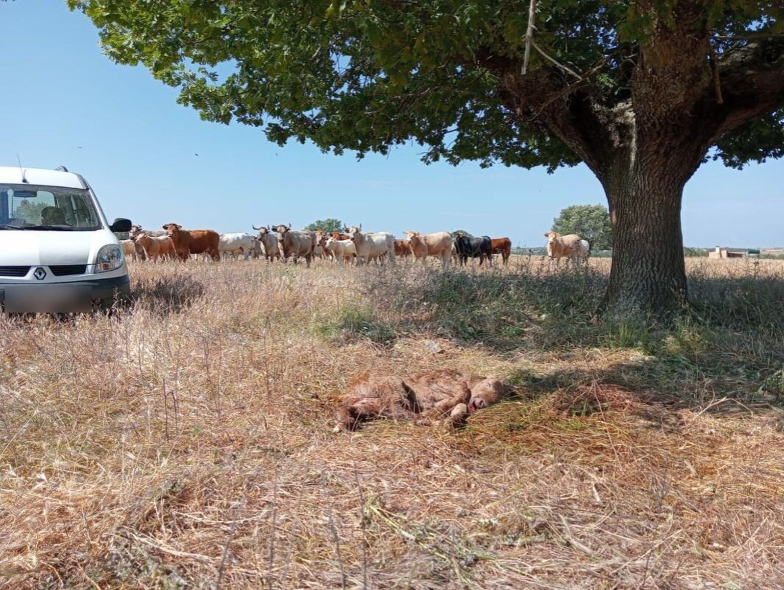 Los buitres matan a un ternero recién nacido en una finca de Bañobárez