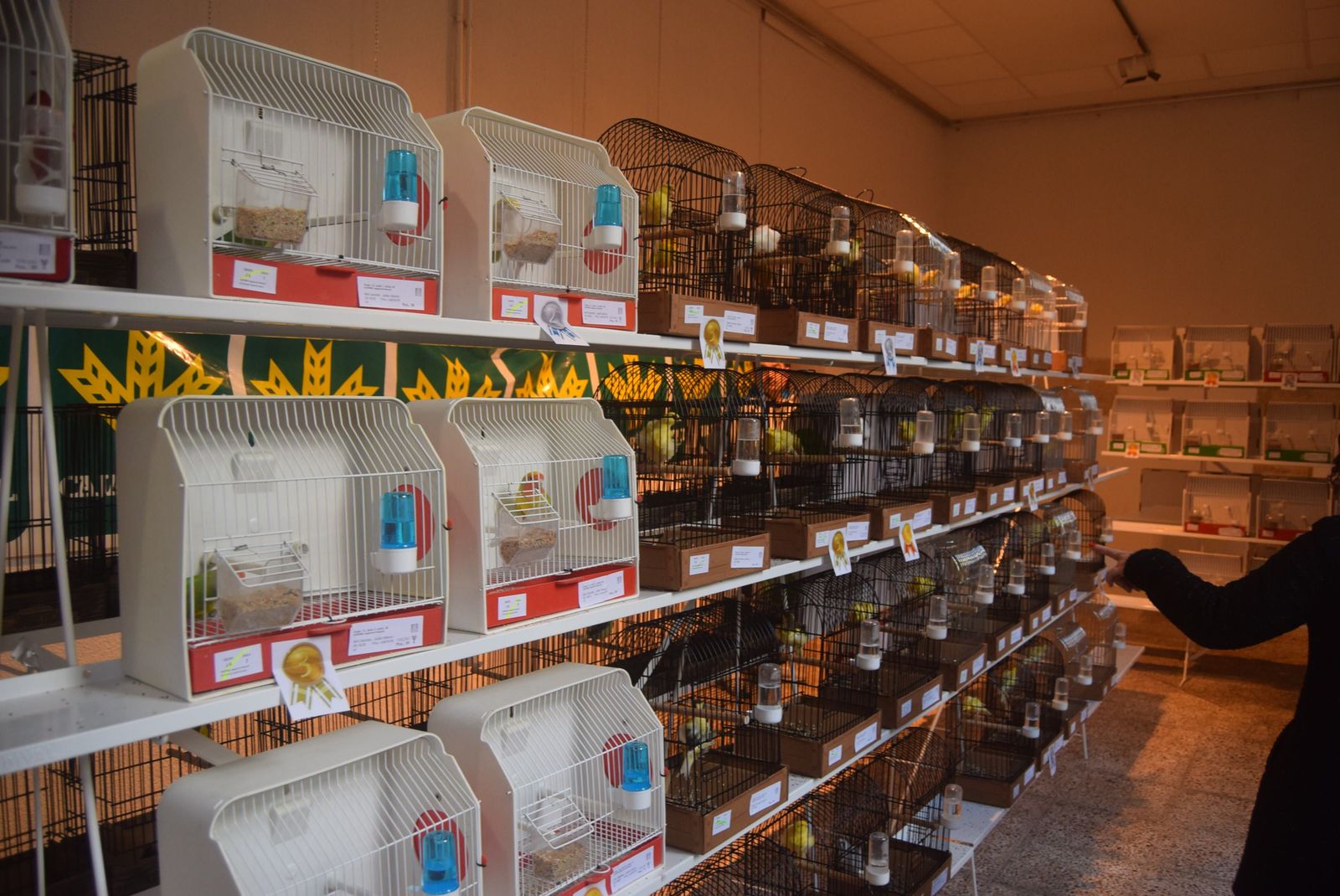 exposicion-ornitologica-en-el-colegio-universitario-2