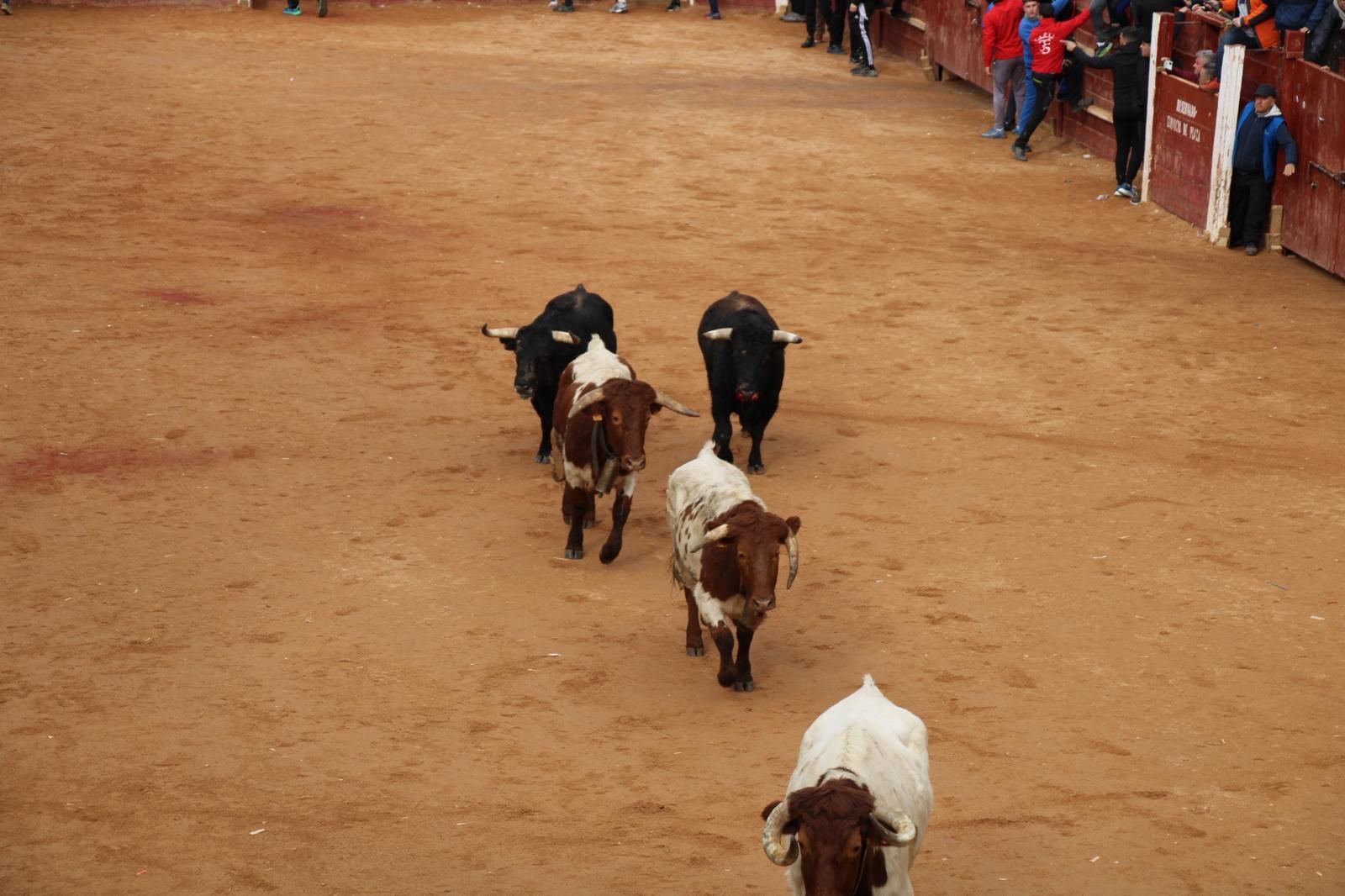 Encierro del lunes de Carnaval en Ciudad Rodrigo, toros de Fermín Bohórquez