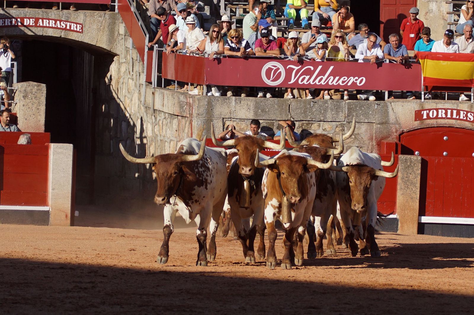 Tradicional Desenjaule en la Plaza de Toros La Glorieta