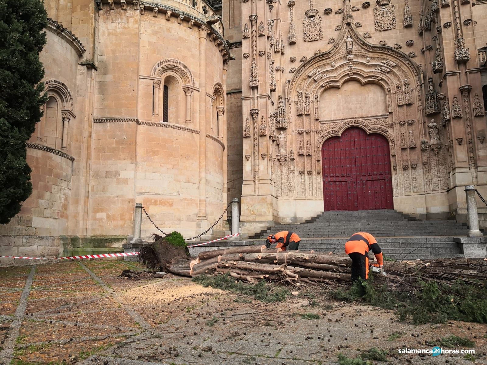El viento tira un árbvol en el Patio Chico (4)