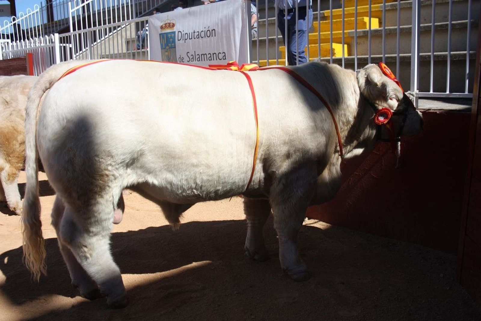 Subasta Nacional de Ganado Bovino Puro 2017