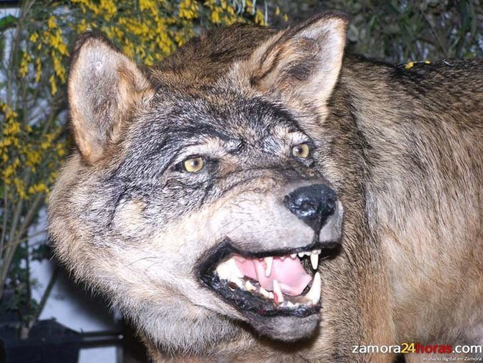UPA y COAG insisten en los “importantes perjuicios” que los ataques del lobo provocan en las explotaciones ganaderas
