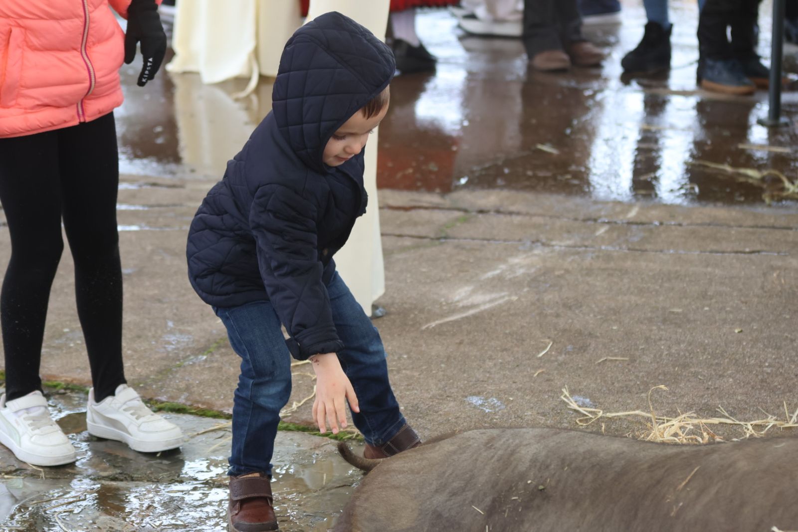 Matanza Típica de Guijuelo