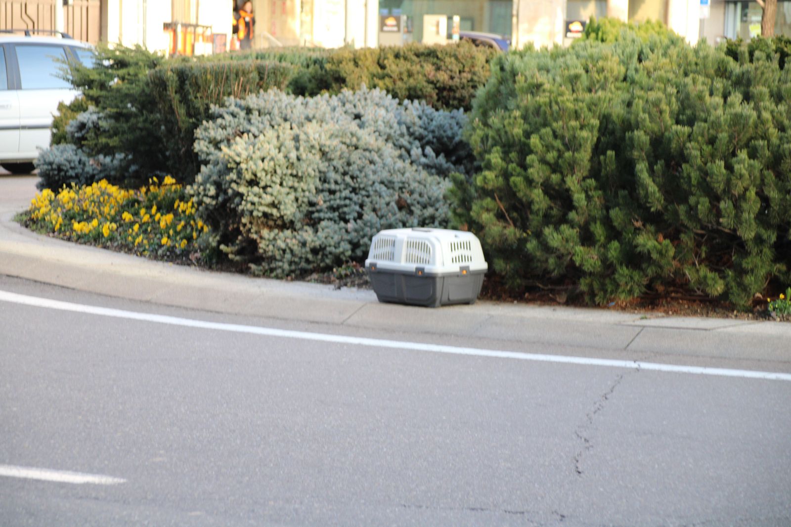 la-policia-local-busca-a-un-vison-refugiado-en-la-fuente-de-la-puerta-de-zamora-fotos-s24h-10