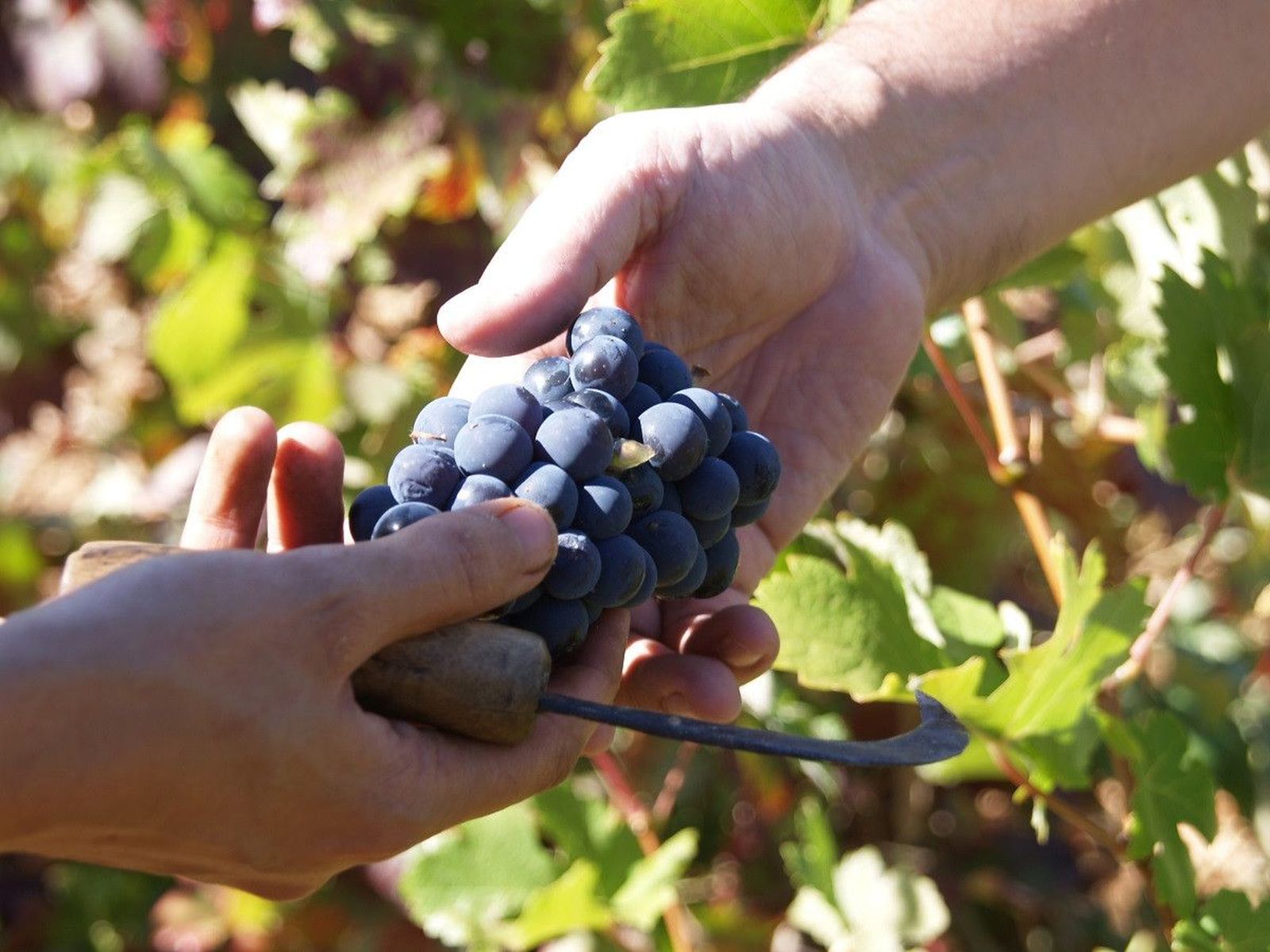 Ruta del Vino Sierra de Francia