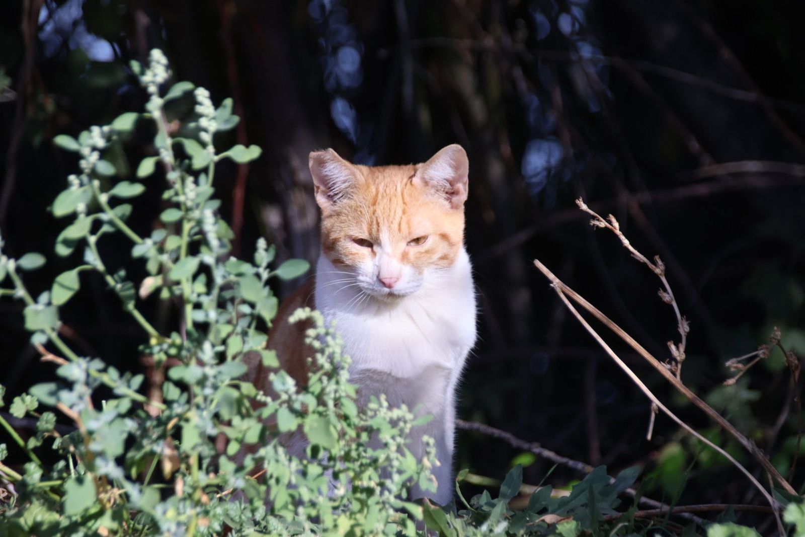 Colonias de gatos en el río