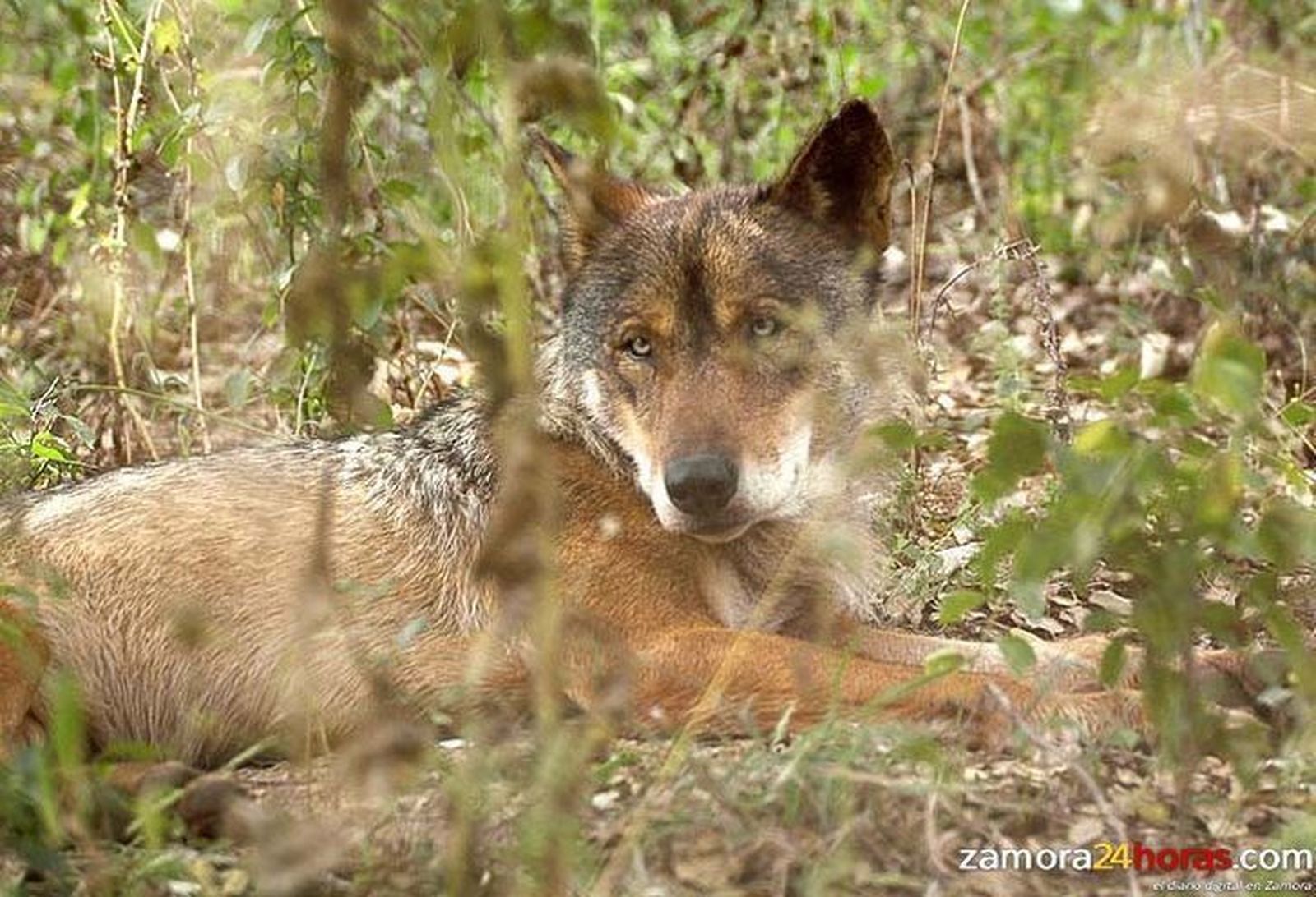 El biólogo Carlos Sanz habla en 'Territorio Lobo' sobre 'La coexistencia del lobo y el mundo rural'