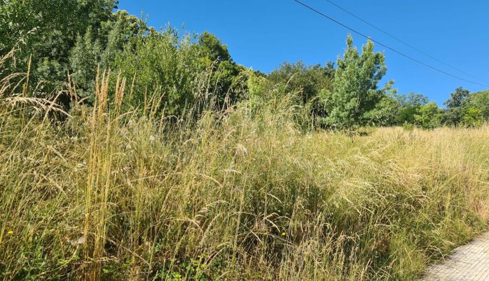 Imagen de WhatsApp 2024 06 14 a las 13.20.44 38d7822e