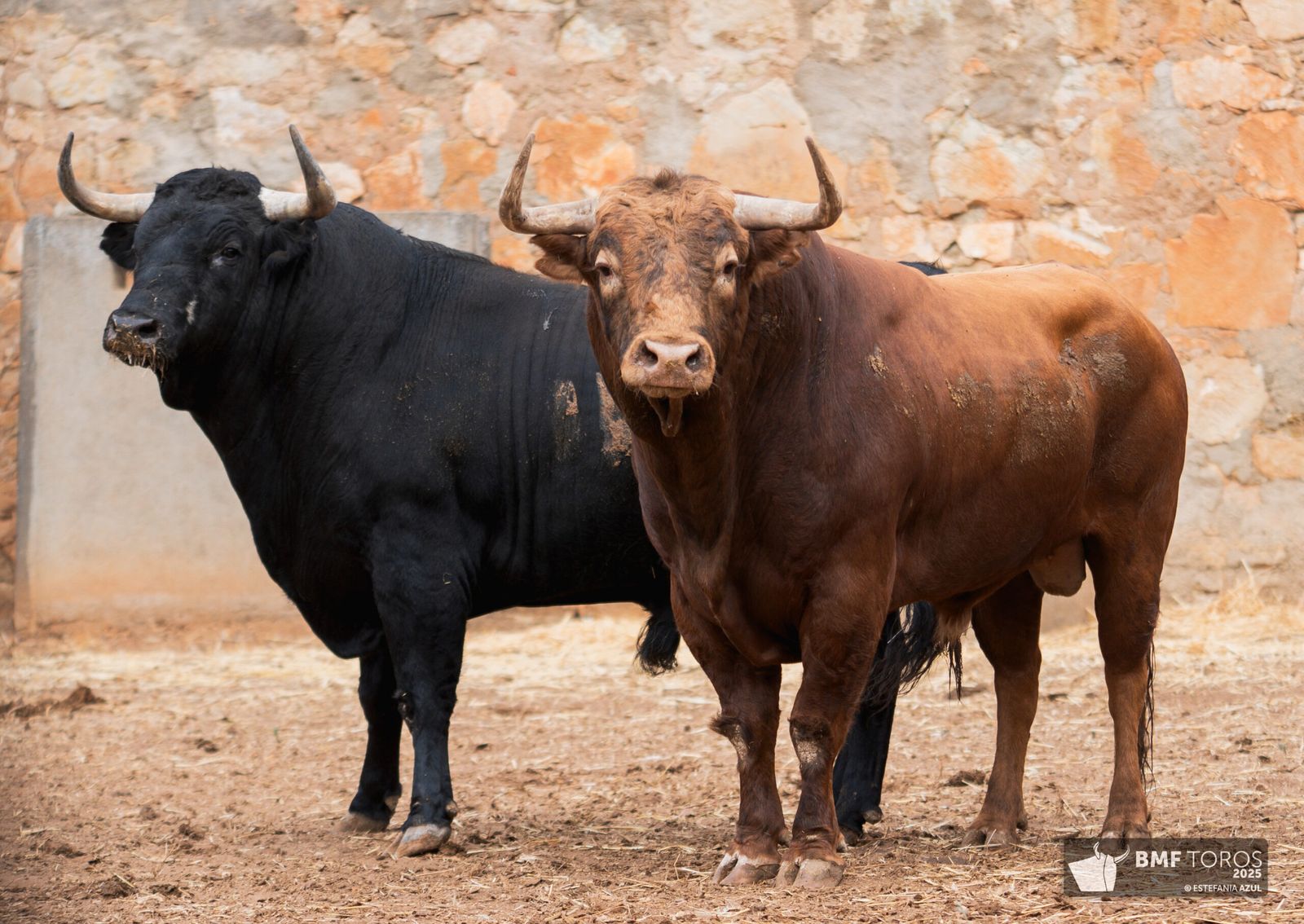 Primer sorteo para las figuras en Salamanca: toros de Garcigrande para De Justo, Ortega y Roca Rey