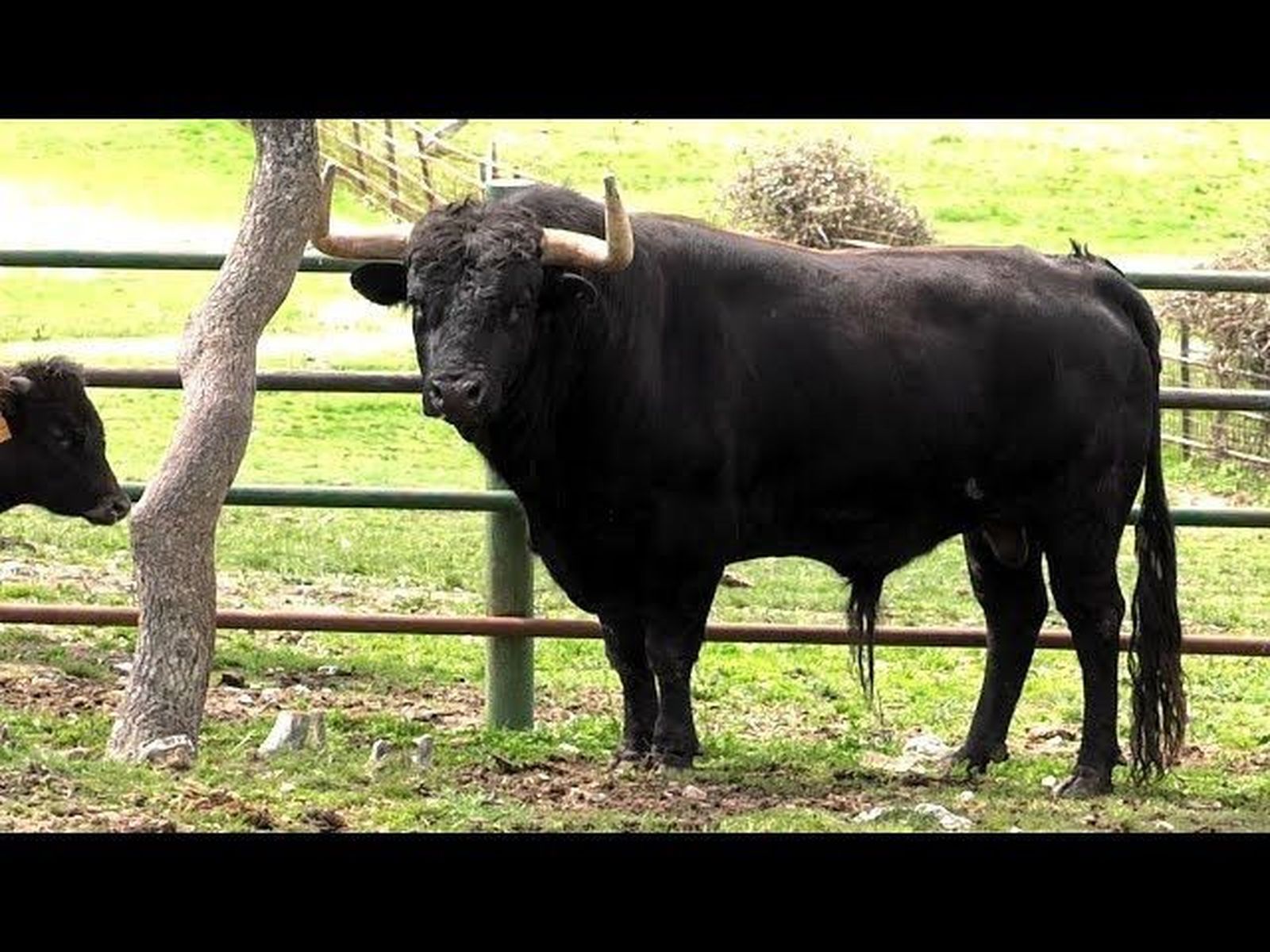 Novillada Julio García, 22 de Abril Plaza de las Ventas