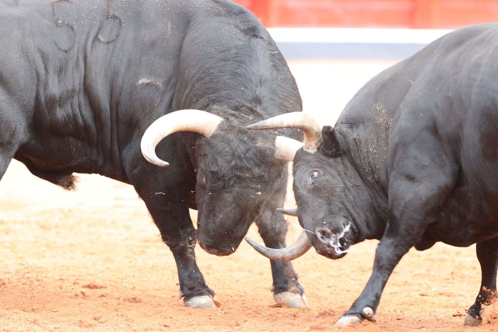 Toros de Montalvo